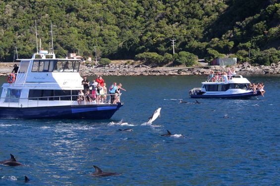 Dolphin Watching
