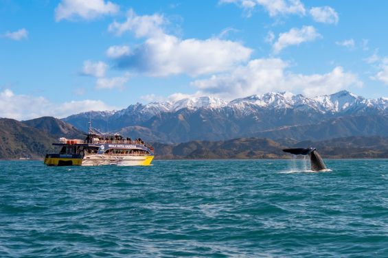 Whale Watching